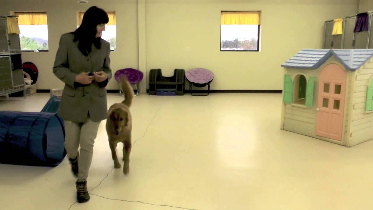 Dog Training, Masen, Golden Retriever, Day 8: Off-Leash, Recall, Heel, Sit, Wait, Door Manners puppy paradise