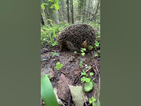 #animal#лес#животные#хищник#дача#ежик#лето - YouTube