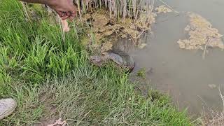 Second biggest snapping turtle of the pond makes his appearance......