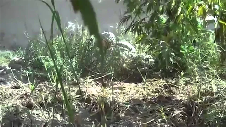 U.S. Soldiers fight Taliban in a massive marijuana...