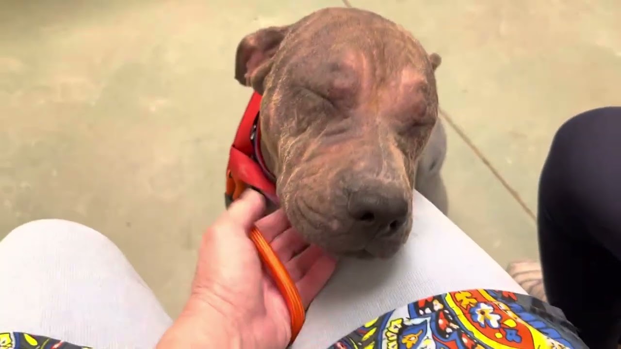 Воспоминания. Астрид! В ветеринарной клинике с Элли Мэй и Лизой! 3 ноября 2022 года.