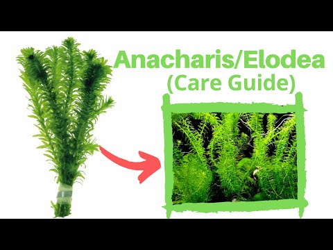 Аквариумное растение Anacharis: растение для начинающих