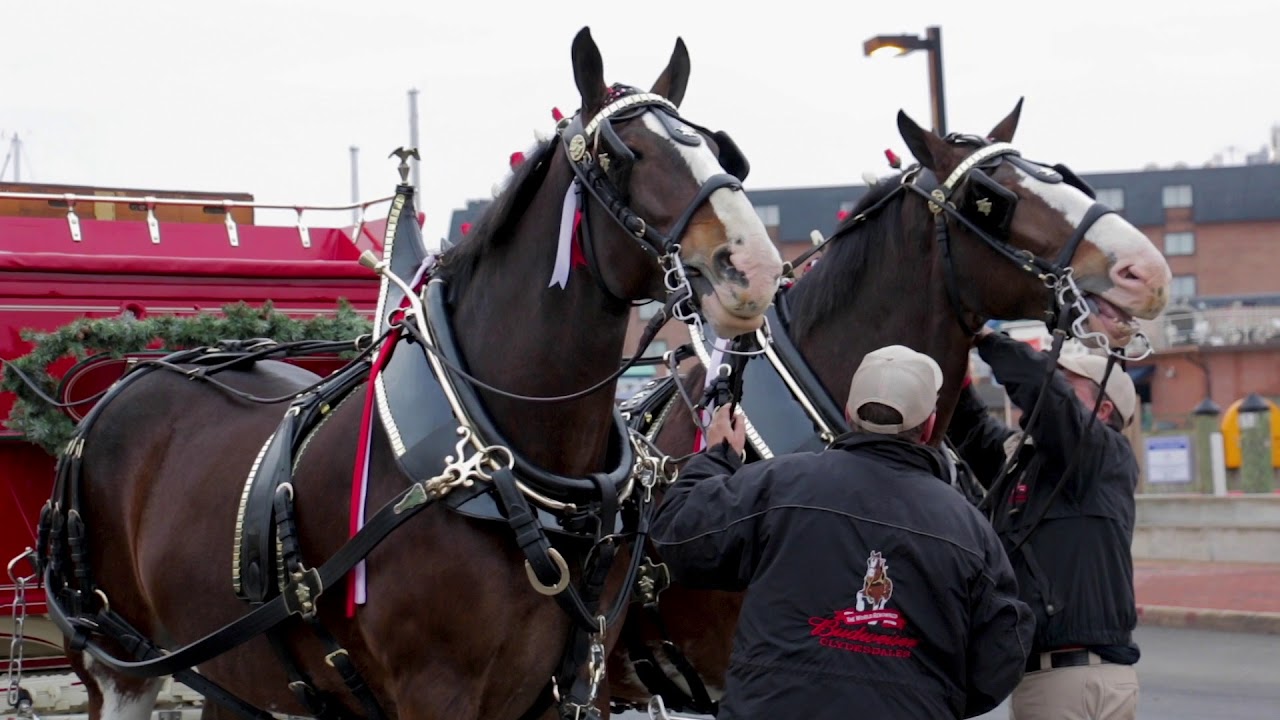 Clydesdale horses in Annapolis Maryland 2018 YouTube