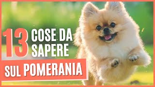 VOLPINO POMERANIA curiosità | 13 Cose da sapere prima di prendere un POMERANIA | Pro e contro