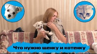 Что нужно щенку и котенку I 4 октября - день защиты животных Что нужно щенку и котенку I 4 октября - день защиты животных
