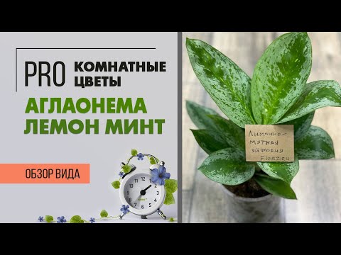 Видео: Комнатное растение Аглаонема Лемон Минт - обзор редкого сорта | Правильный уход за аглаонемой