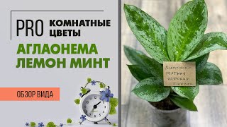 Комнатное растение Аглаонема Лемон Минт - обзор редкого сорта | Правильный уход за аглаонемой