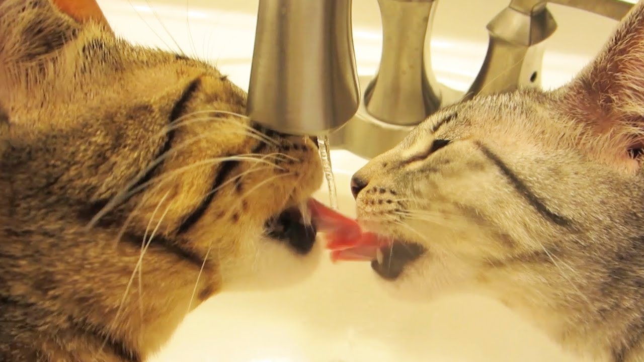 FRENCH KISSING CATS - YouTube