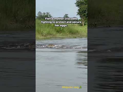 Fierce mother crocodile fighting to protect and secure her eggs.🐊🇳🇵 #animals #wildlife  #sauraha