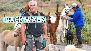 How Ten Different Animal Species All Walk Together