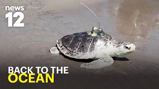 Coney Island cheers as rescued sea turtle Pancake gets a second chance in the wild