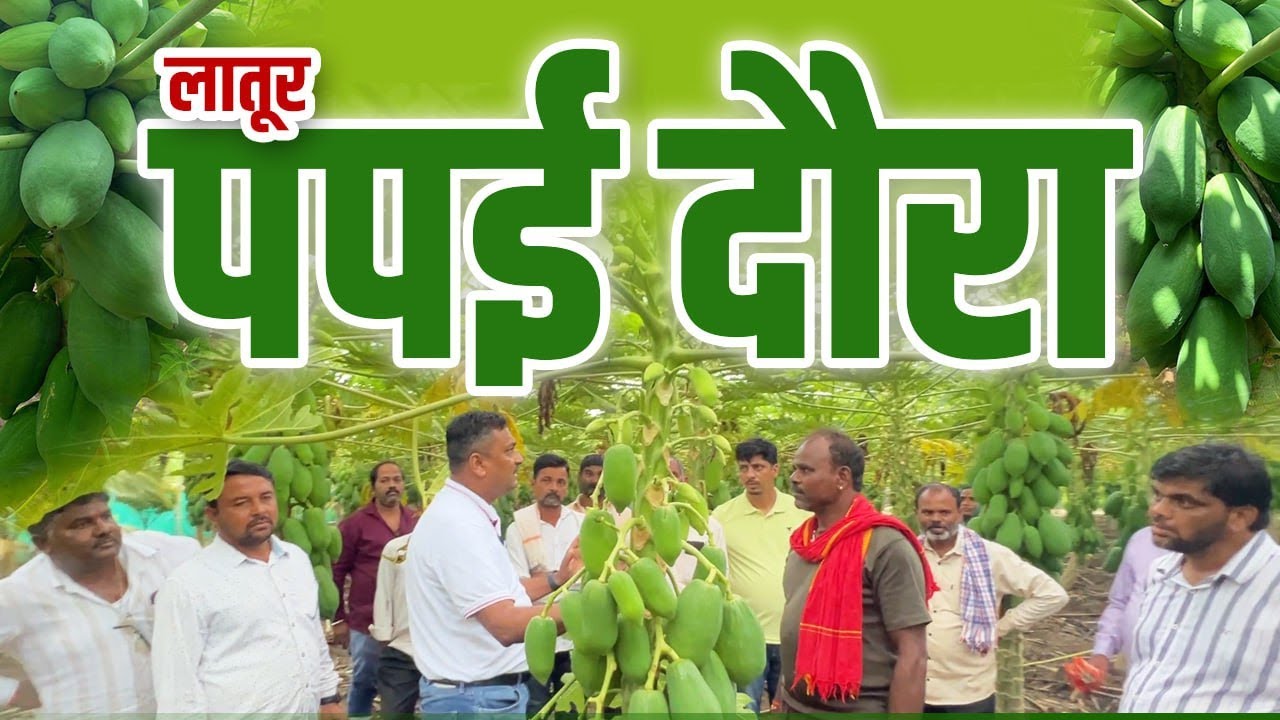 लातूर पपई दौरा l  Latur Papaya Duara  #viralvideo #agriculture #patilbiotech