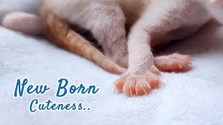 New Born Cuteness | Kittens | CATEVERSE by CATVERSE 231 views 1 year ago 22 seconds