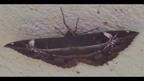 Erebus ephesperis Moth