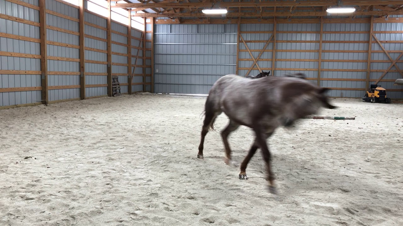 Horses Roll in the Sand