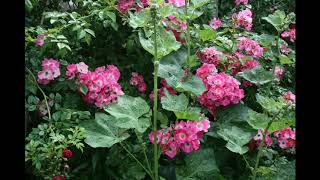 Gartenimpressionen2020