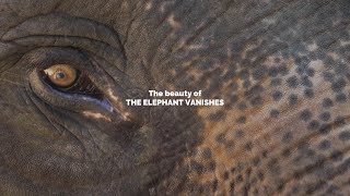 The Beauty of The Elephant Vanishes by Haruki Murakami