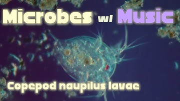 Pretty Song for a Crustacean