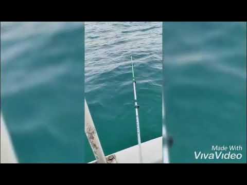 صيد سمك بنت النوخذة وأسماك اخرى