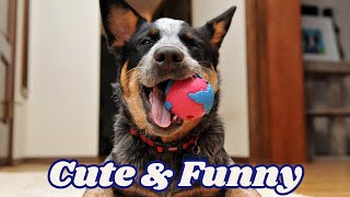 Cute \& Funny dogs | Video 29