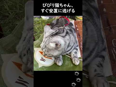 【アメショ】せっかくのお外なのにびびってすぐテントに戻る引きこもり猫　#shorts #猫 #アメショ