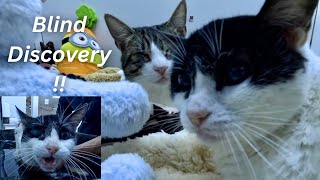 The blind cats, Carla and Maimoon, got acquainted with the new beds.