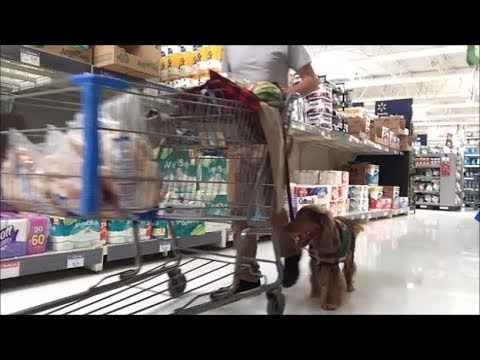 best-dog-products-&-service-dog-at-walmart