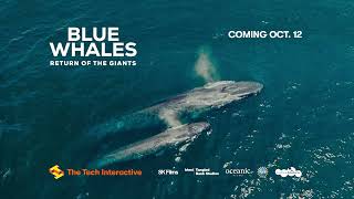 Dive Into The World Of The Blue Whale In Imax