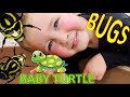 REAL BABY TURTLE &amp; BIG BEETLE - Post BUG HUNT and PLAYGROUND finds