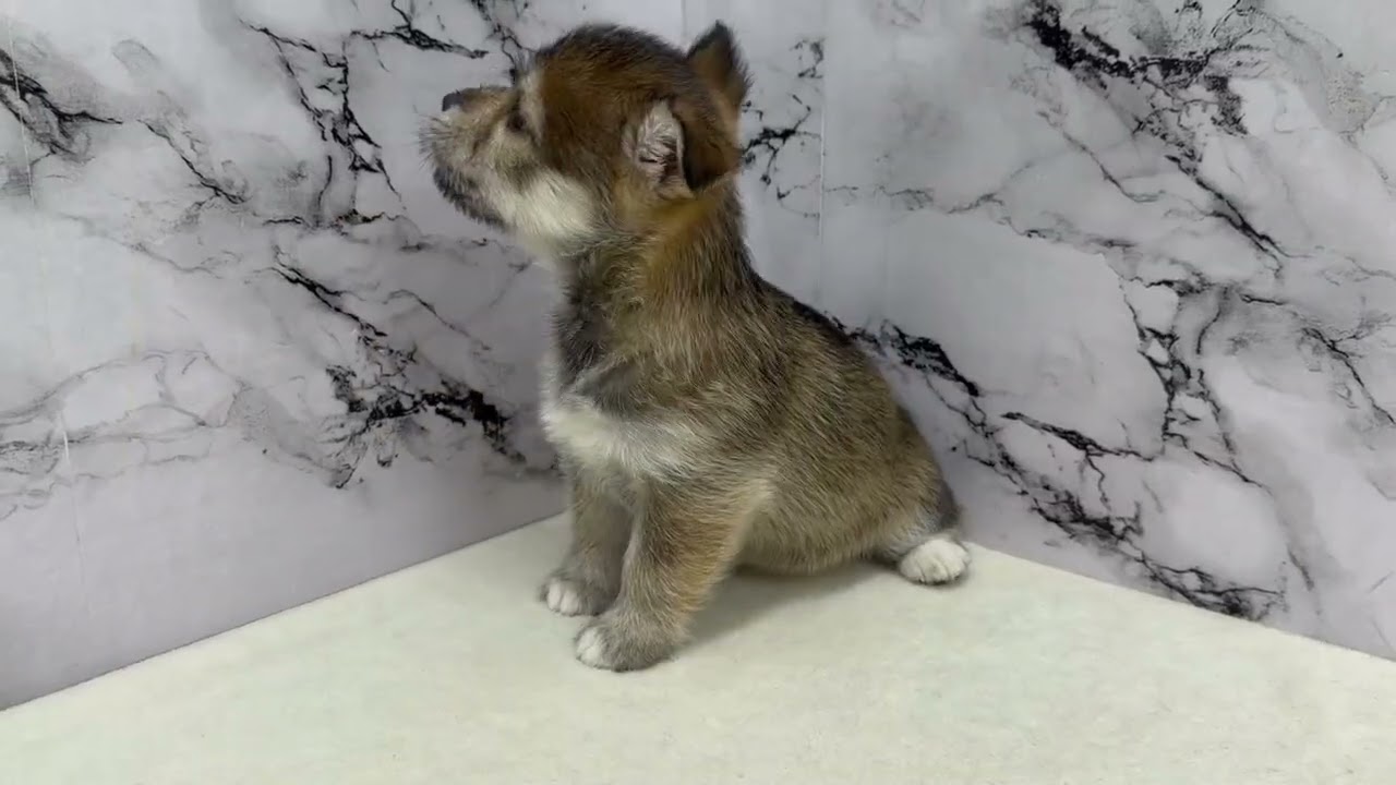 MIX豆柴犬×(マルチーズ×ハスキー)【動画あり】やさしい顔立ちが魅力の