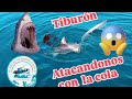 Fuimos atacados por un tiburón con la cola