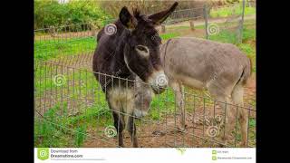 Donkeys braying, tied up at market while owners socialize