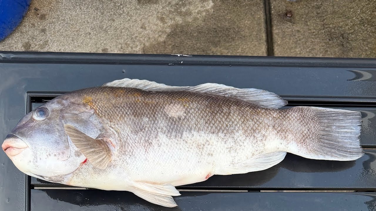 SOLO Tog trip!! South Jersey bottom fishing!