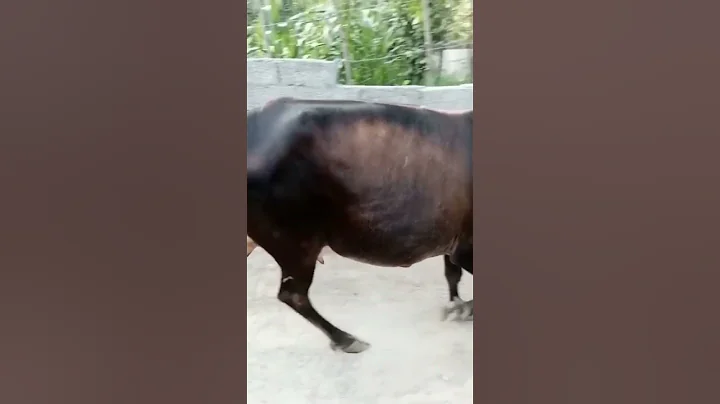 cow viral video #short #cow