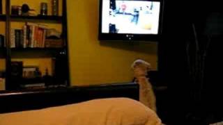 Soft Coated Wheaten watches herself on tv and freaks out.. by Paulina0618 344 views 15 years ago 51 seconds