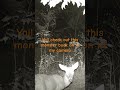Massive buck