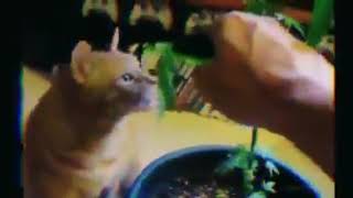 Story wa kucing ngefly
