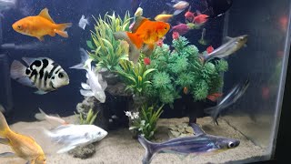 fish aquarium baby fish tank video koi gold colour fish