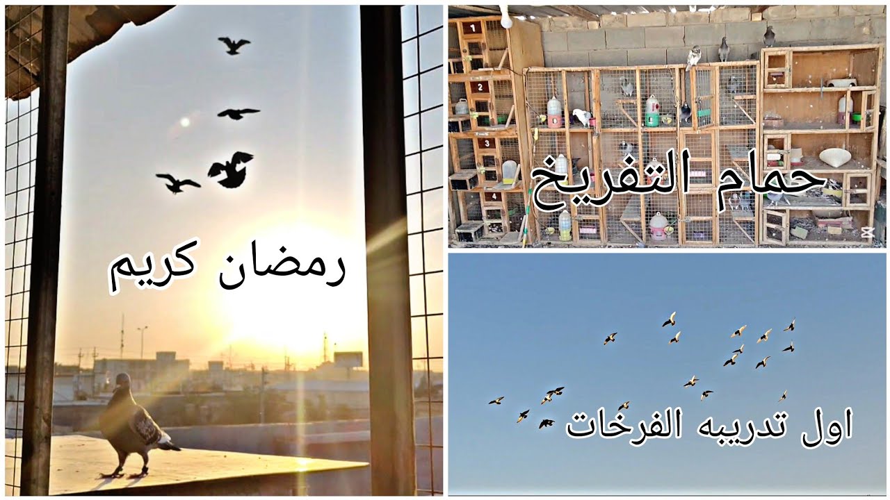 اول تدريب الفرخات + صورت حمام التفريخ لوفت محمد الحشداوي