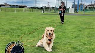 まさかの偶然と凄さに驚く！亡き先代犬が通った場所とは。【Golden Retriever japan】