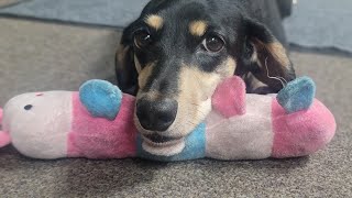 Dachshund 원이 20260730