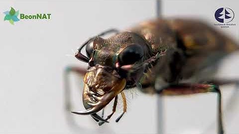 #BeonNAT tracks ground beetles to understand biodiversity