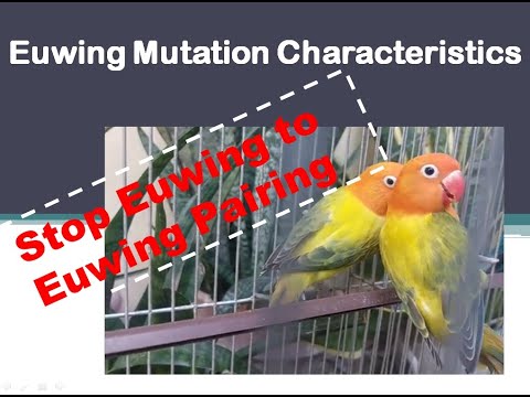 STOP Euwing to Euwing Pairing