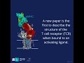 Research summary  the activation of the tcell receptor