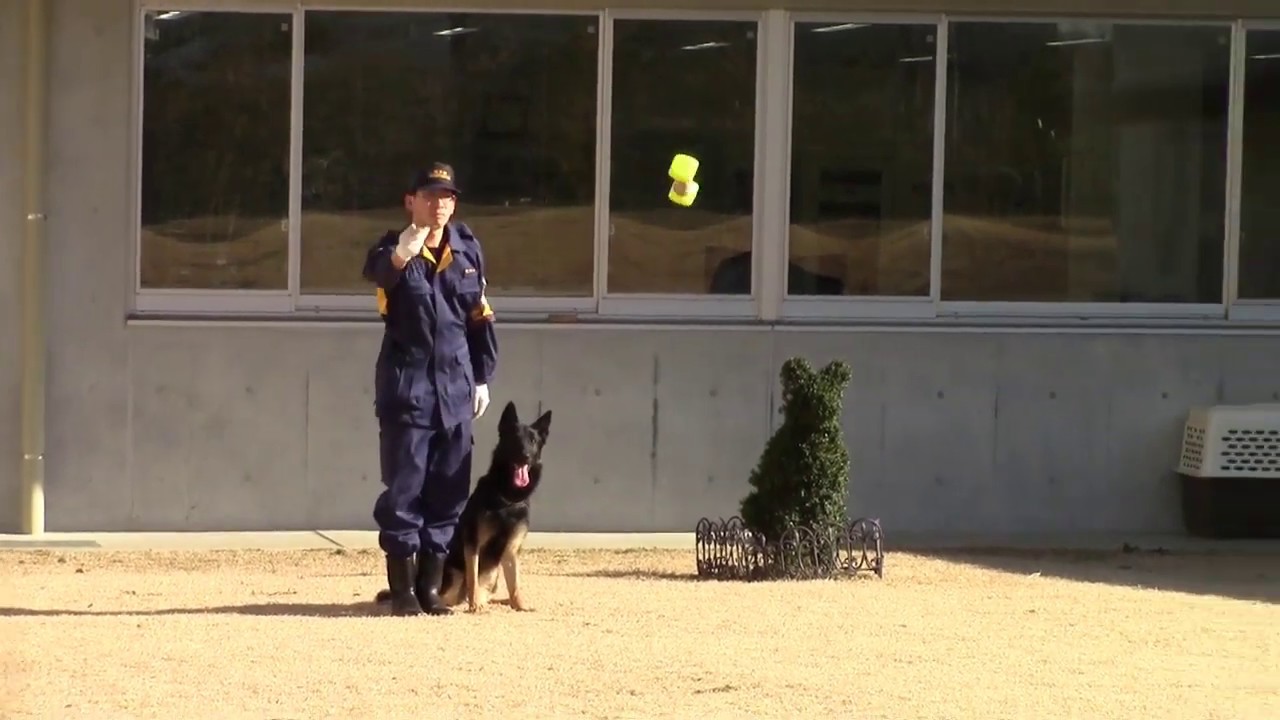 警察 犬 クレバ