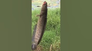 Câu cá sộp lóc kiểu triệu view #shorts #top #cauca