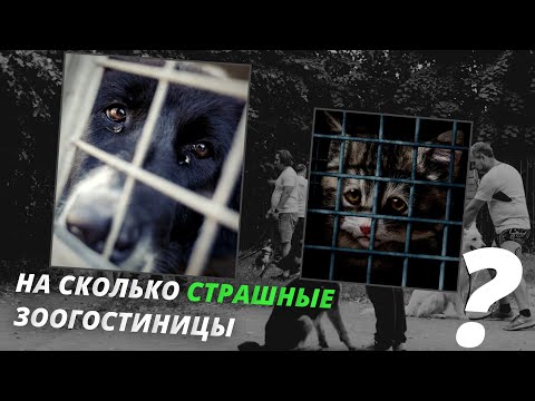 Гостиница для животных - так ли страшно?