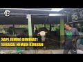 Sapi jumbo diminati sebagai hewan kurban