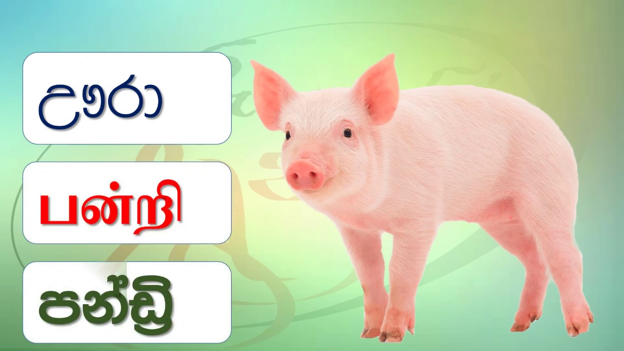 Names of animals in Tamil YouTube