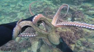 Watch How Hunting Octopus Underwater (Amazing Video) - Pesca Submarina - Chasse sous Marine 2020